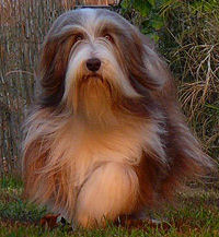 Bearded Collie Darcy
